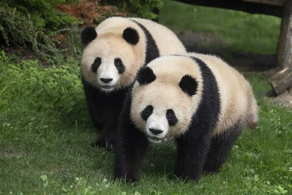 Zoo de Beauval